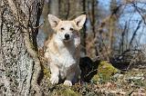 CORGI PEMBROKE 531